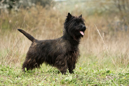 Cairn Terrier