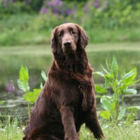 Hunderasse_Flat_Coated_Retriever1