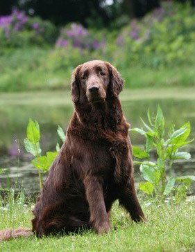 Beim Flat Coated Retriever handelt es sich um eine Hunderasse, die speziell für das Apportieren von Niederwild gezüchtet wurde.