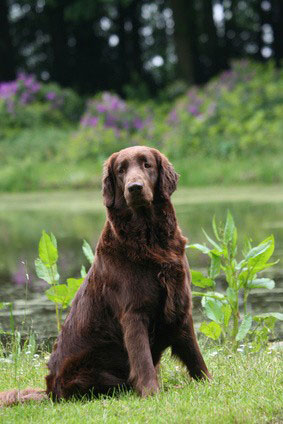 Flat Coated Retriever 2019 Charakter Wesen Hunde Fan De