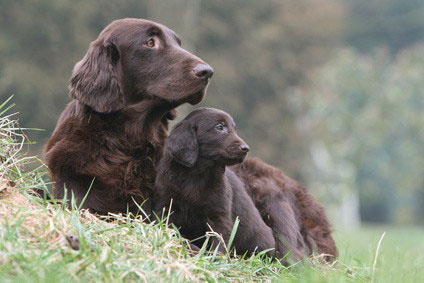 Flat Coated Retriever