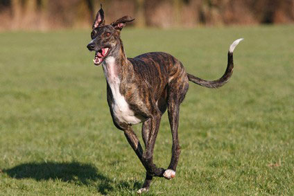 Galgo Español