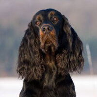 Hunderasse_Gordon_Setter1