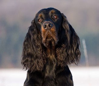 Der Gordon Setter braucht viel Auslauf und Beschäftigung. Die Rasse gilt als robuster als die zierlicheren Irish Setter und English Setter.