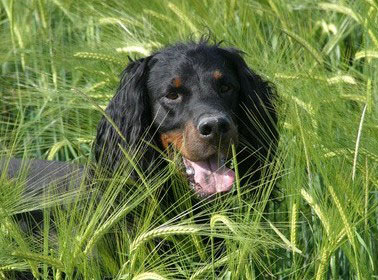 Der Gordon Setter hat einen gutmütigen und kinderlieben Charakter. Wenn er genügend ausgelastet ist, ist er auch ein guter Familienhund.