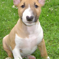 Hunderasse_Miniatur_Bullterrier1