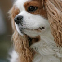 Cavalier_King_Charles_Spaniel1_Hunderasse