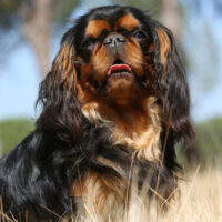 King_charles_Spaniel_Rasse_1