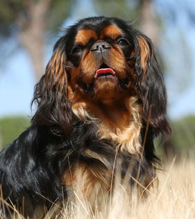 Die Rasse des King Charles Spaniels unterscheidet sich nur durch eine verkürzte, etwas platte Nase vom Cavalier King Charles Spaniel.