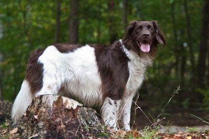 Kleiner Münsterländer