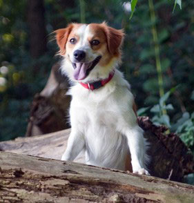 Der Kromfohrländer stammt auch vom Foxterrier ab, was sich in einem ausgeprägten Territorialverhalten zeigt.