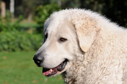 Kuvasz