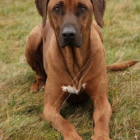 Hunderasse_Rhodesian_Ridgeback1