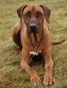 Der Rhodesian Ridgeback wurde früher zur Jagd auf den Löwen gezüchtet. Dabei jagten die Hunde bevorzugt in der Meute.