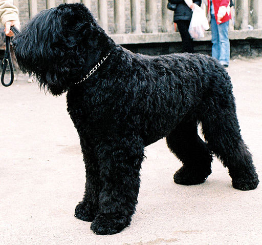 Schwarzer Terrier