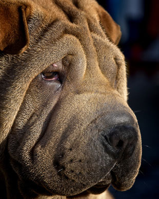 Shar Pei - Chinesischer Faltenhund Charakter - - Erziehung - Hunde-fan.de