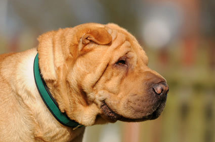 Shar Pei