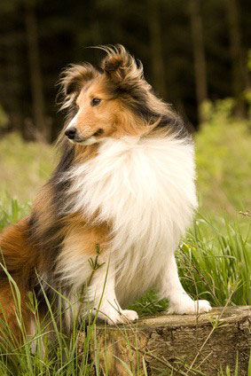 Sheltie1 Hunderasse _Sheltie1