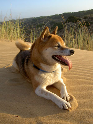 Shiba_Inu_Hunde1