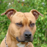 Staffordshire_Bullterrier_Hunde1