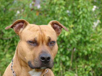 Featured image of post Bullterrier Charakter Und Wesen