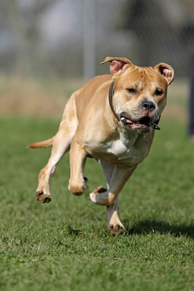 Staffordshire Bullterrier