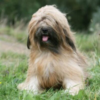 Hunderasse_Tibet_terrier1