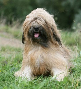 Hunderasse_Tibet_terrier1