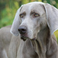 Weimaraner_Hunde1