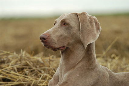 Weimaraner