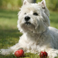 Westhighland_Terrier_Hunde1