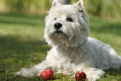 West Highland White Terrier