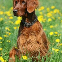 Hunderasse_Irish_Setter1