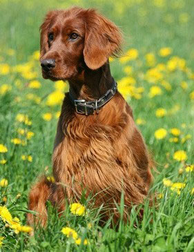 Der Irish Setter ist eine Jagdhund-Rasse, die früher zum Vorstehen und Apportieren eingesetzt wurde.