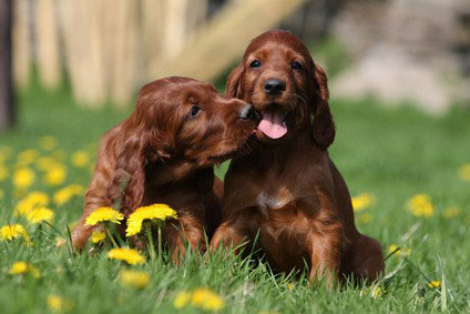 Irish Setter