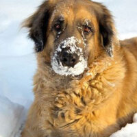 Leonberger1