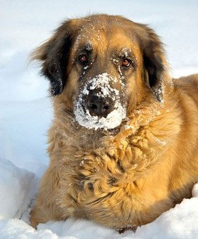 Der Leonberger ähnelt vom Aussehen her einem Löwen. Er ist eine Kreuzung aus dem Pyrenäenberghund, dem Bernhardiner und dem Neufundländer.