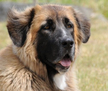 Leonberger