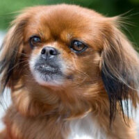 Hunderasse_Pekinese1