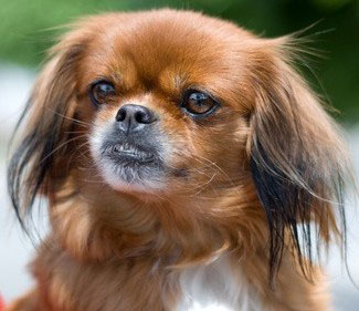 Der Pekingese wurde in China als heiliges Tier verehrt. Man hielt sie bevorzugt an den chinesischen Kaiserhöfen.