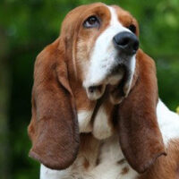 Hunderasse_Basset_Hound1