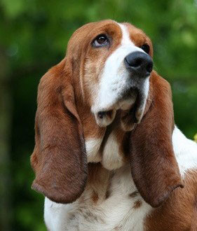 Basset1 Hunderasse _Basset_Hound1