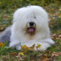 bobtail