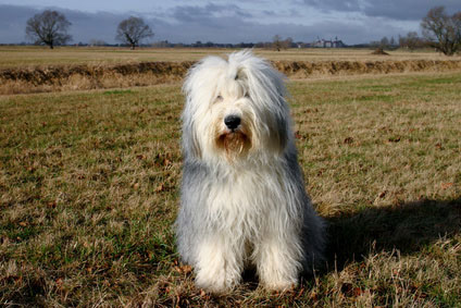 Bobtail2_Hunde