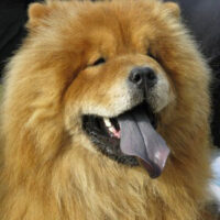 Hunderasse_Chow-Chow1