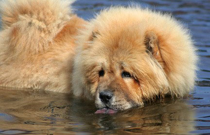 Chow-Chow