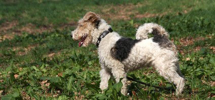 Foxterrier haben einen kinderlieben Charakter und sind gute Familienhunde. Sie müssen aber eine konsequente Erziehung bekommen.