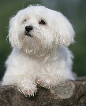 Malteser Hund Charakter - Wesen - Erziehung - Haltung