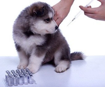 Gegen Staupe beim Hund kann eine Vorsorgeimpfung helfen. Geimpft werden sollte bereits im Welpenalter. In der Regel wird eine Kombinationsimpfstoff verwendet.