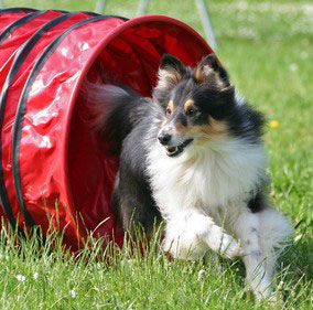 Beim Hundesport Agility gilt es möglichst viele Hindernisse in kürzester Zeit zu durchlaufen und zu überwinden.